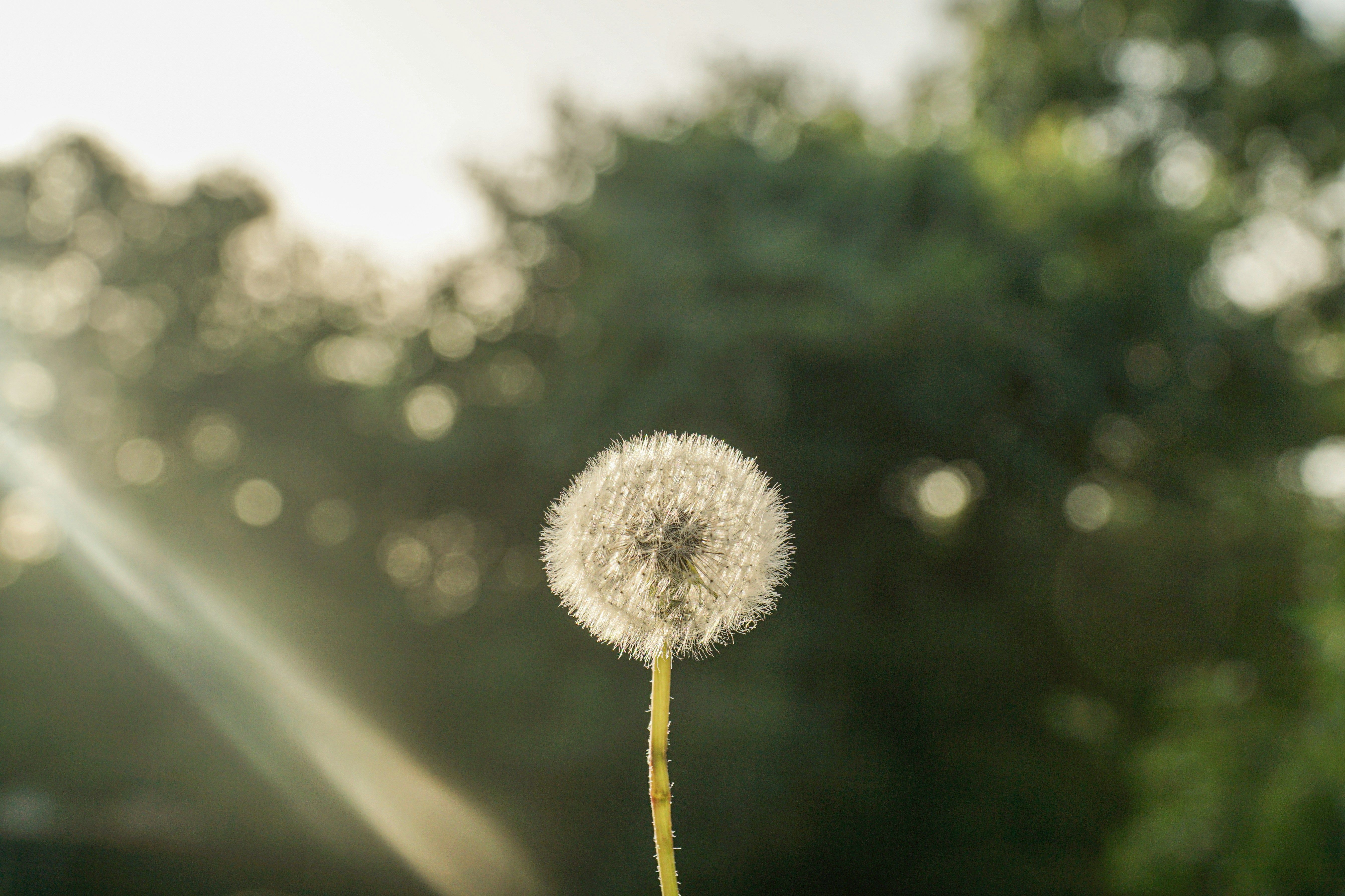 Dandelion and sunlights