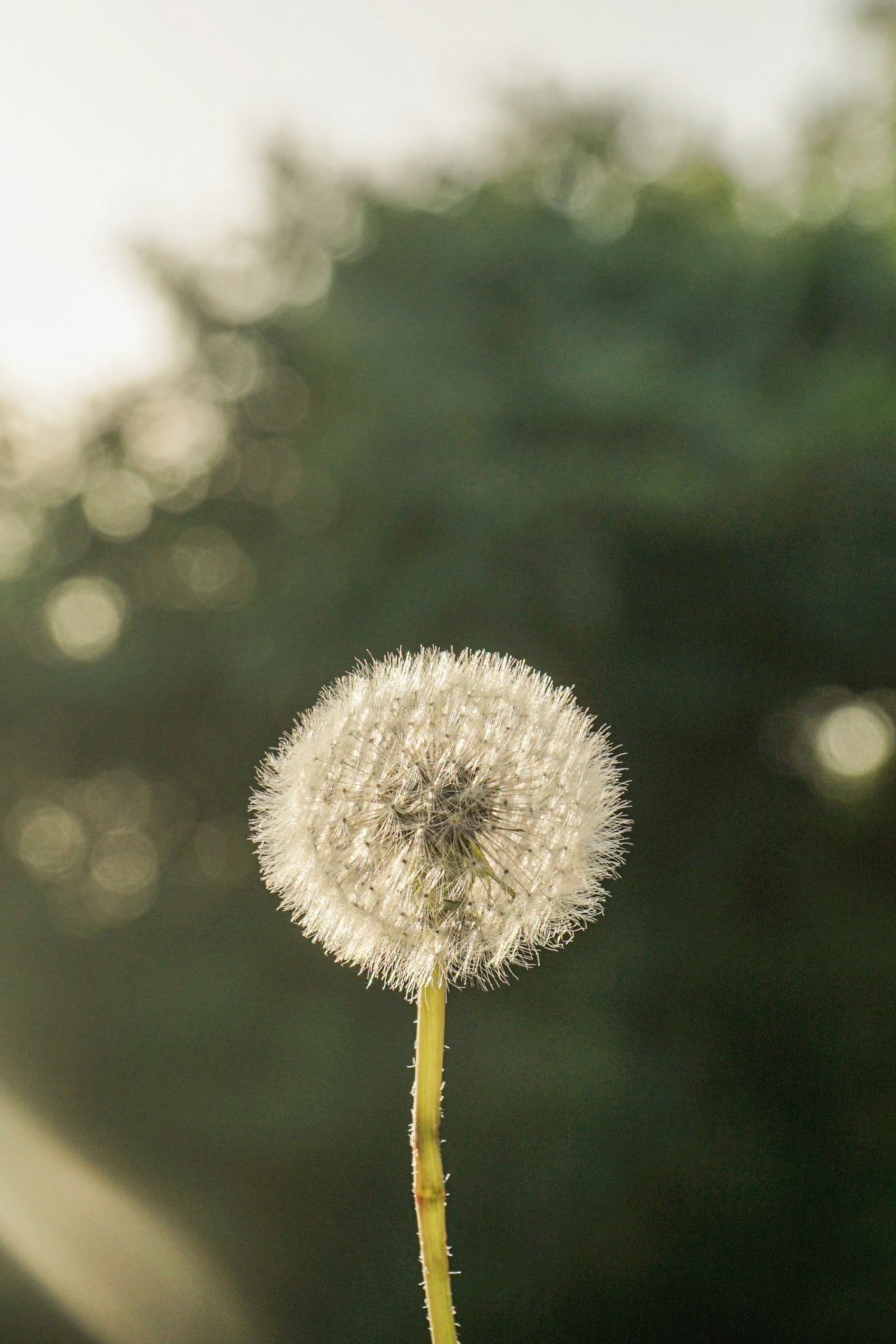 Dandelion and sunlights