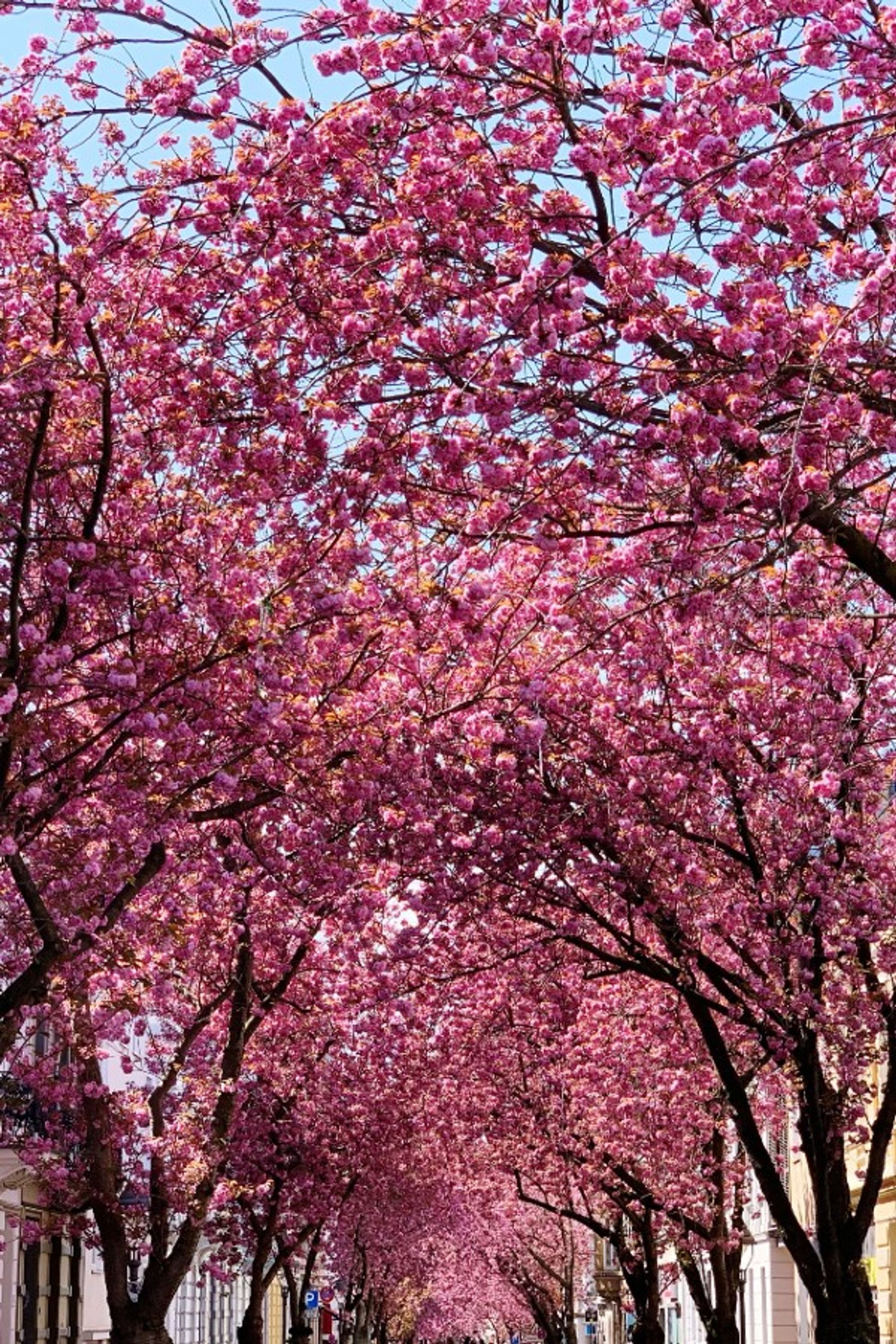 Blühende Kirschbäume formen einen farbenfrohen Tunnel aus rosa Blüten, der eine ruhige und malerische Atmosphäre vermittelt.