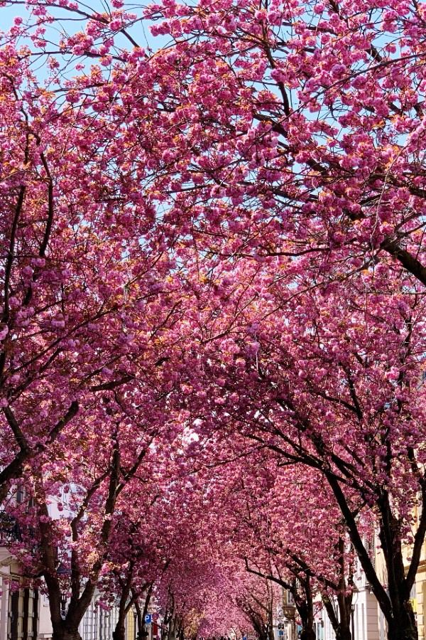 Blühende Kirschbäume formen einen farbenfrohen Tunnel aus rosa Blüten, der eine ruhige und malerische Atmosphäre vermittelt. Blühende Kirschbäume formen einen farbenfrohen Tunnel aus rosa Blüten, der eine ruhige und malerische Atmosphäre vermittelt.