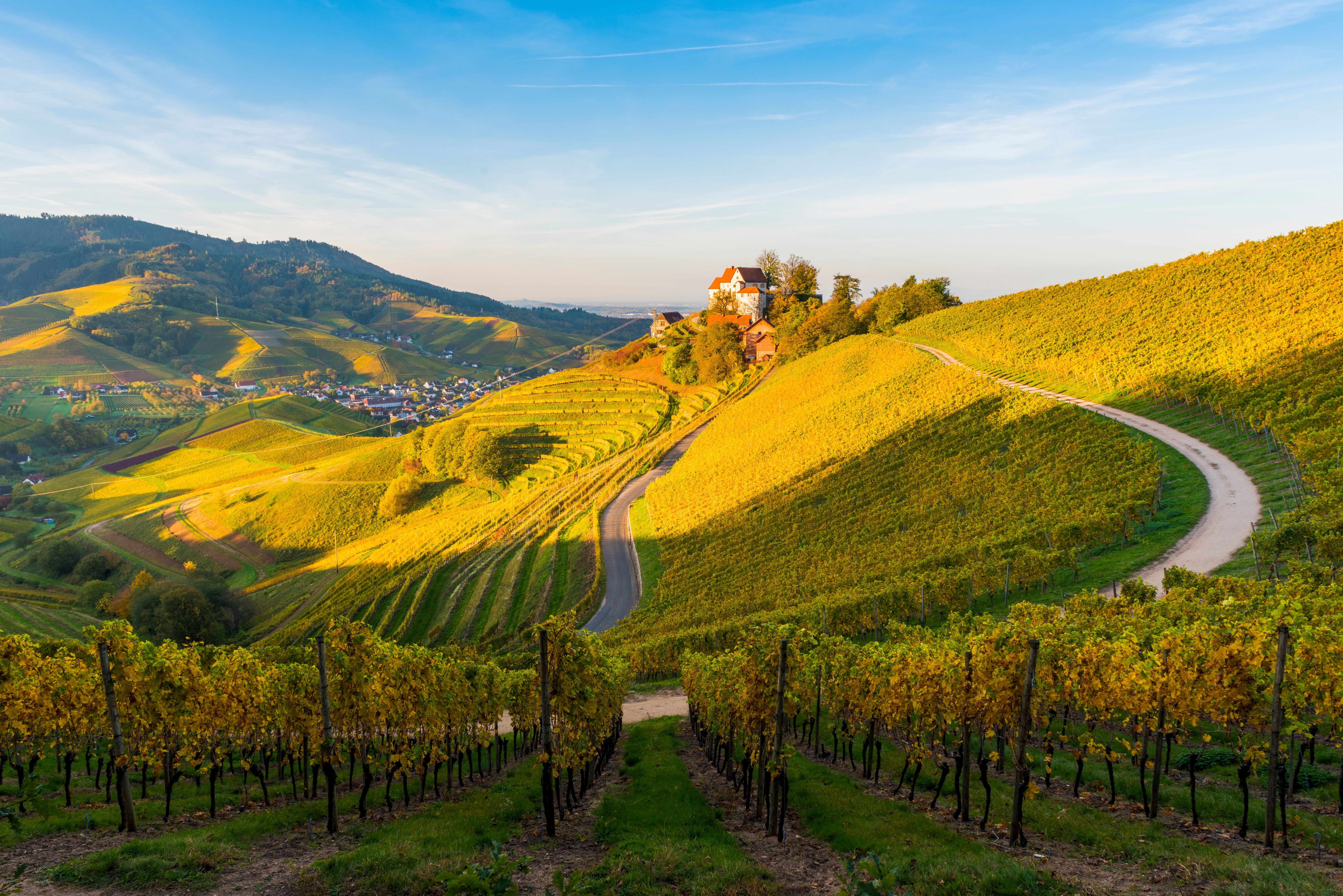 Blick auf sanfte Hügel mit weitläufigen Weinbergen, durchzogen von gewundenen Wegen. In der Ferne steht ein Haus auf einem Hügel, umgeben von grünem Laub unter einem klaren, blauen Himmel im warmen Abendlicht.