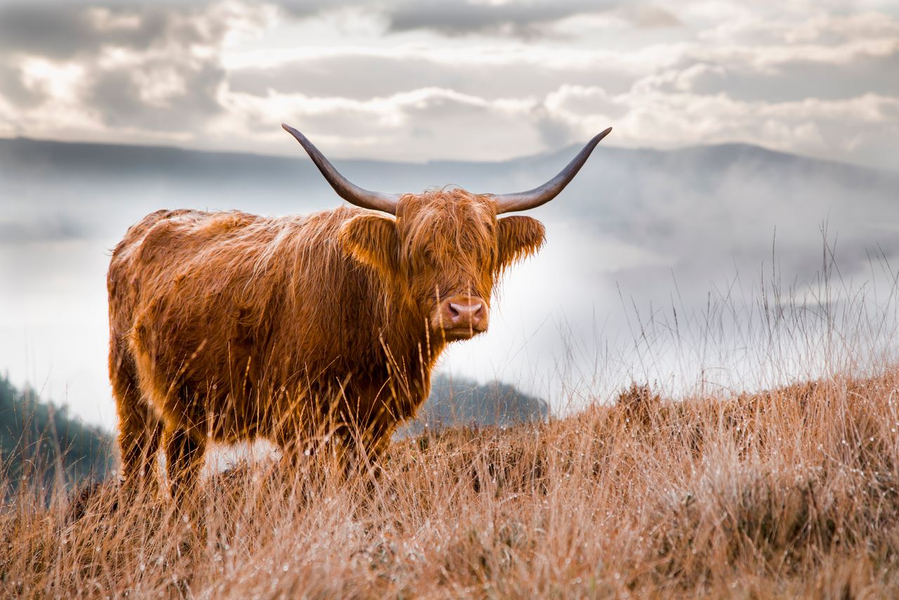 Ein langhaariges Hochlandrind mit großen, gebogenen Hörnern steht auf einer herbstlichen Wiese vor nebelverhangenen Hügeln. Ein langhaariges Hochlandrind mit großen, gebogenen Hörnern steht auf einer herbstlichen Wiese vor nebelverhangenen Hügeln.