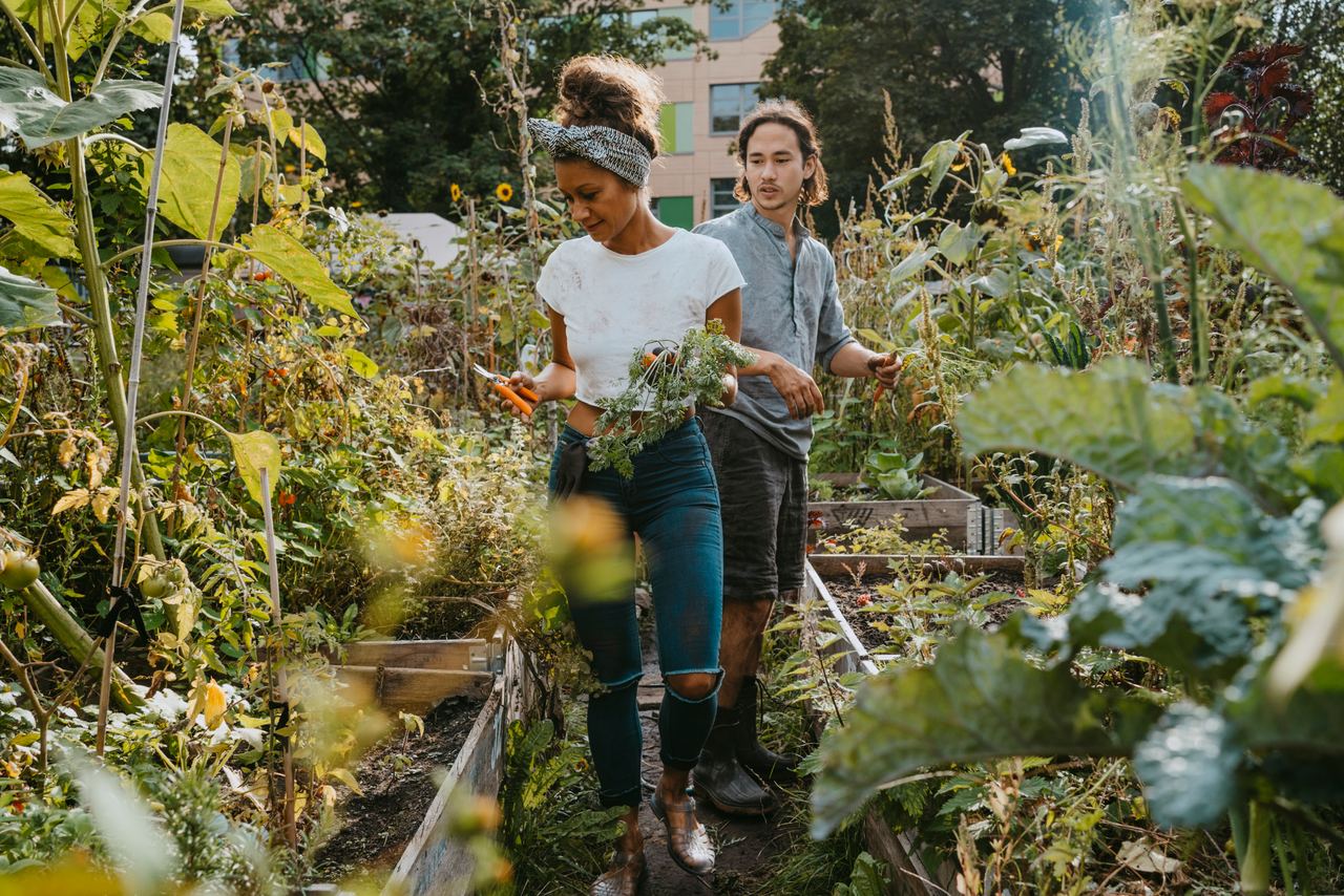 Zwei Personen ernten frisches Gemüse in einem sonnigen, üppigen Garten mit Hochbeeten, umgeben von grünen Pflanzen und Kräutern.