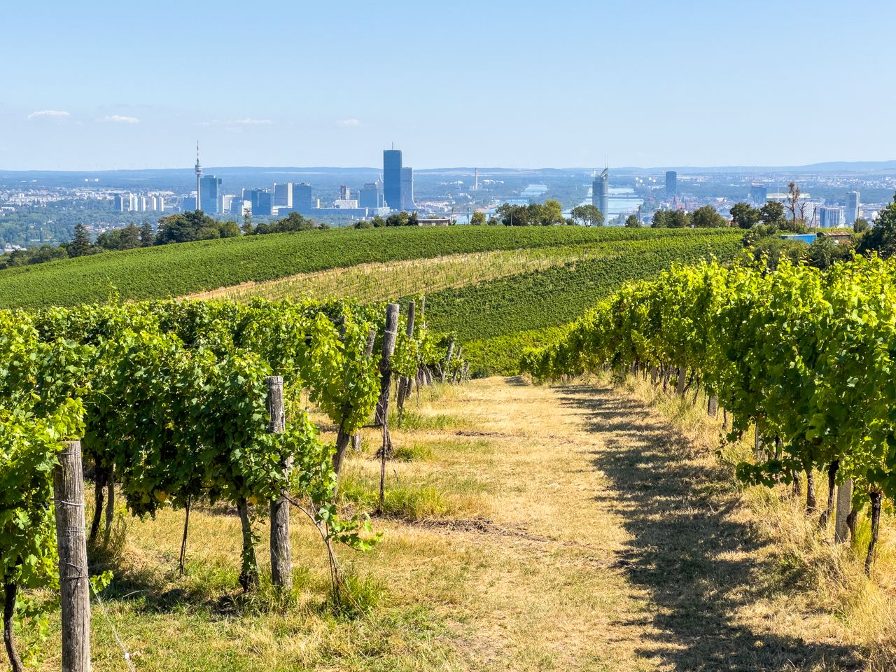 Blick von einem sonnigen Weinberg mit grünen Reben auf die Skyline einer Stadt am Horizont, die klar und weit sichtbar ist. Der Weg durch den Weinberg lädt zu Spaziergängen ein, um Natur und urbanes Panorama zu verbinden.