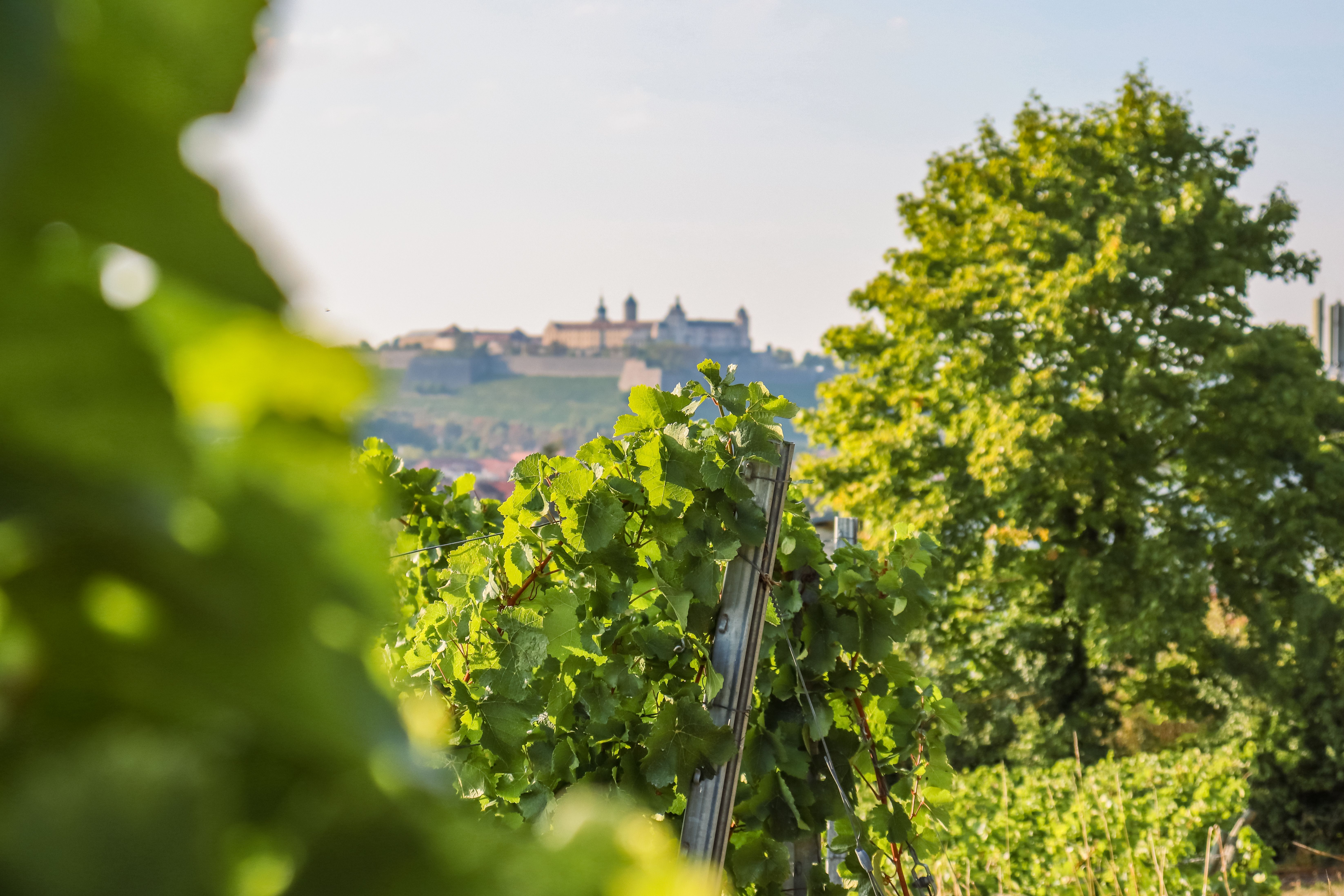 Blick auf grüne Weinreben im Sonnenschein mit einer historischen Burg in der Ferne und einem strahlend blauen Himmel darüber.
