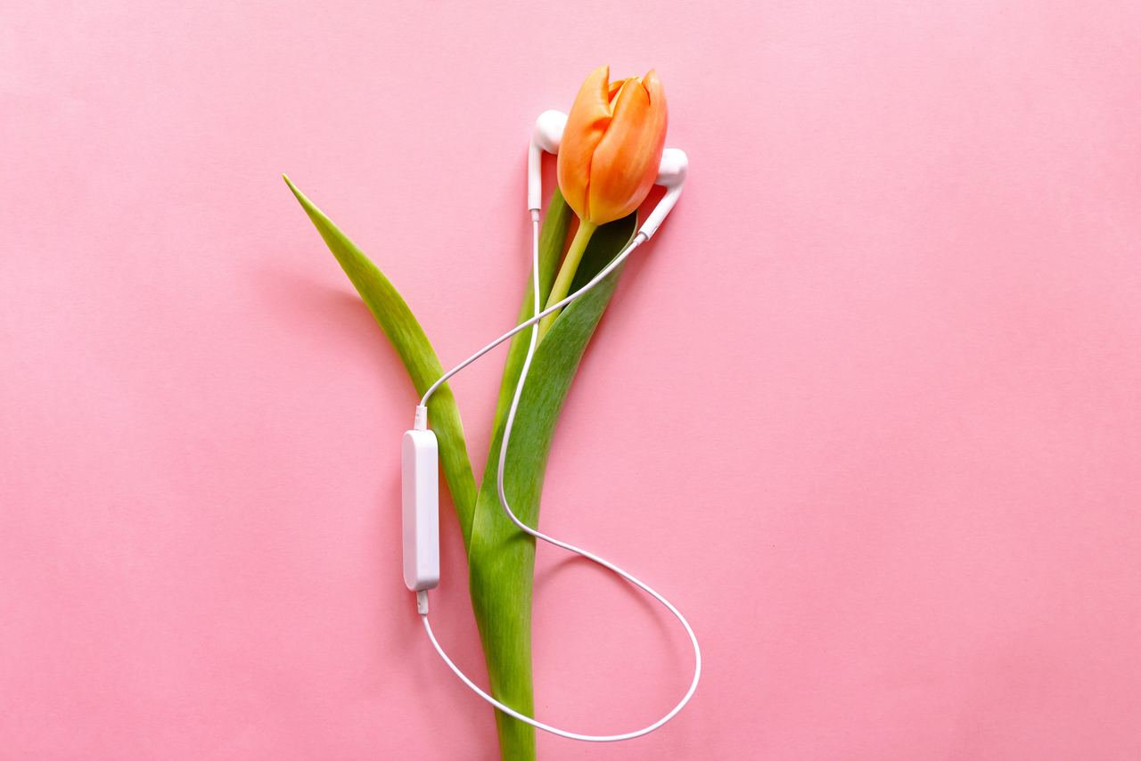 Eine orangefarbene Tulpe mit grünem Blatt, umwickelt von weißen Kopfhörern auf rosa Hintergrund, symbolisiert Entspannung und Frühlingsgefühle.