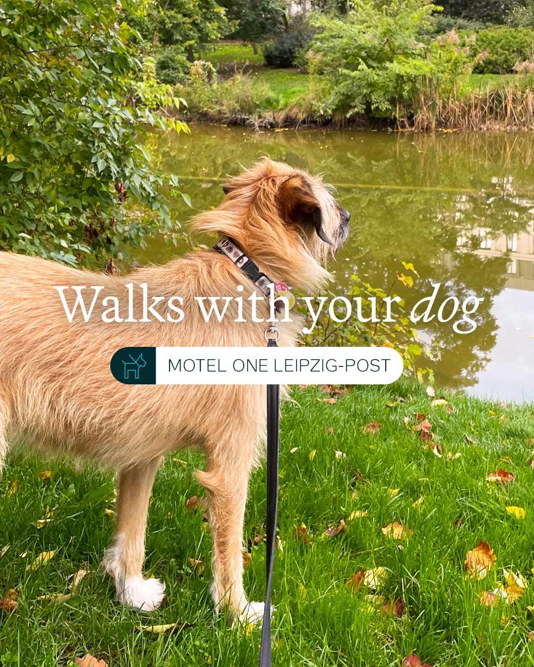 Ein Hund steht an einem Seeufer inmitten grüner Bäume und Wiese, blickt aufmerksam ins Wasser, symbolisiert entspannte Spaziergänge in der Natur nahe dem Motel One Leipzig-Post.