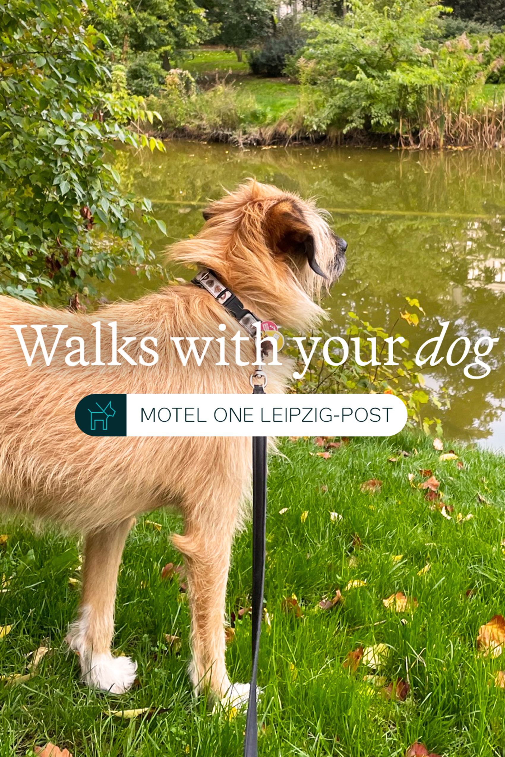 Ein Hund steht an einem Seeufer inmitten grüner Bäume und Wiese, blickt aufmerksam ins Wasser, symbolisiert entspannte Spaziergänge in der Natur nahe dem Motel One Leipzig-Post.