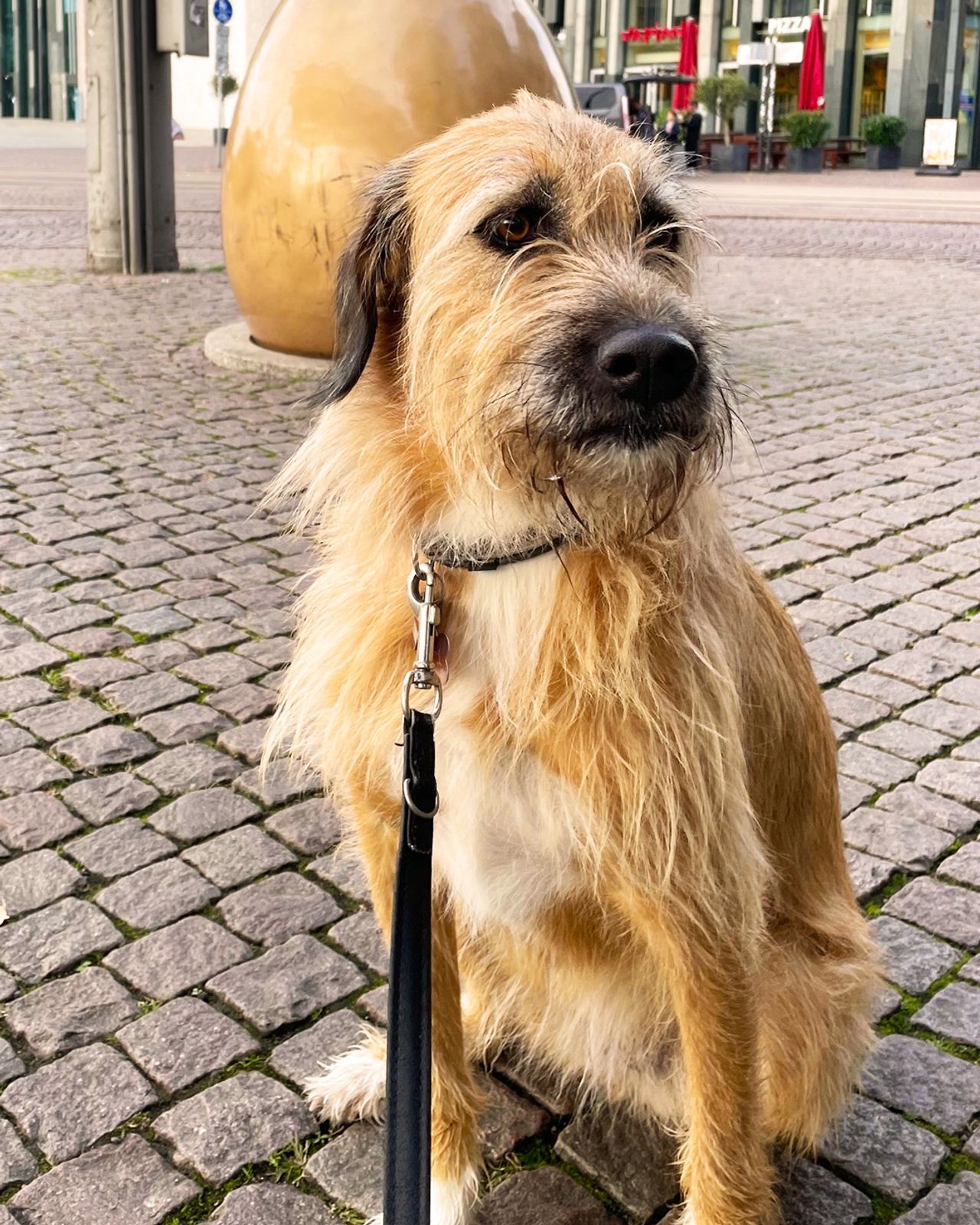 Ein freundlich wirkender, mittelgroßer Hund mit langem, zerzaustem braunem Fell sitzt auf gepflastertem Boden und schaut aufmerksam zur Seite. Ein freundlich wirkender, mittelgroßer Hund mit langem, zerzaustem braunem Fell sitzt auf gepflastertem Boden und schaut aufmerksam zur Seite.