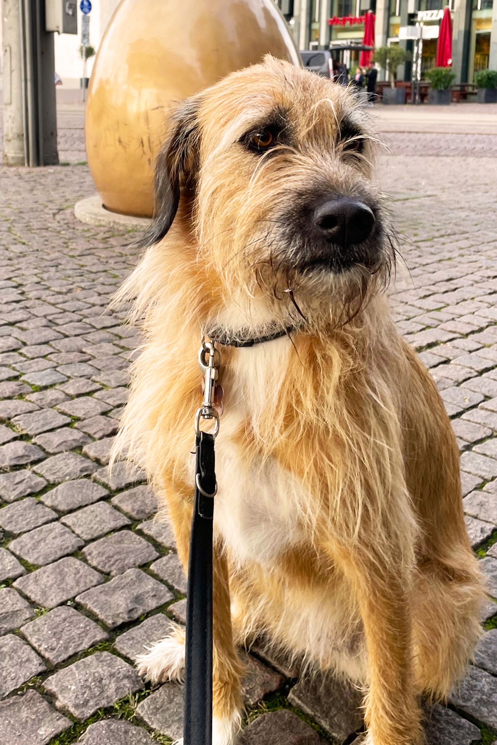 Ein freundlich wirkender, mittelgroßer Hund mit langem, zerzaustem braunem Fell sitzt auf gepflastertem Boden und schaut aufmerksam zur Seite.