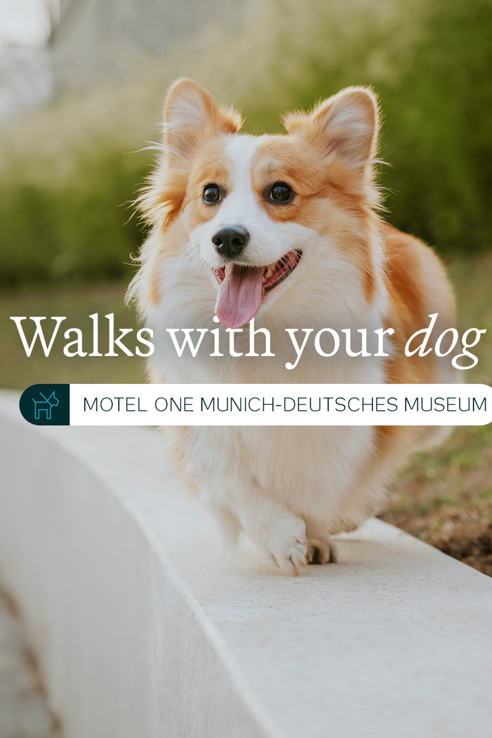Ein glücklicher Hund läuft entspannt auf einer Mauer entlang, symbolisiert hundefreundliche Spaziermöglichkeiten nahe dem Motel One Munich-Deutsches Museum.