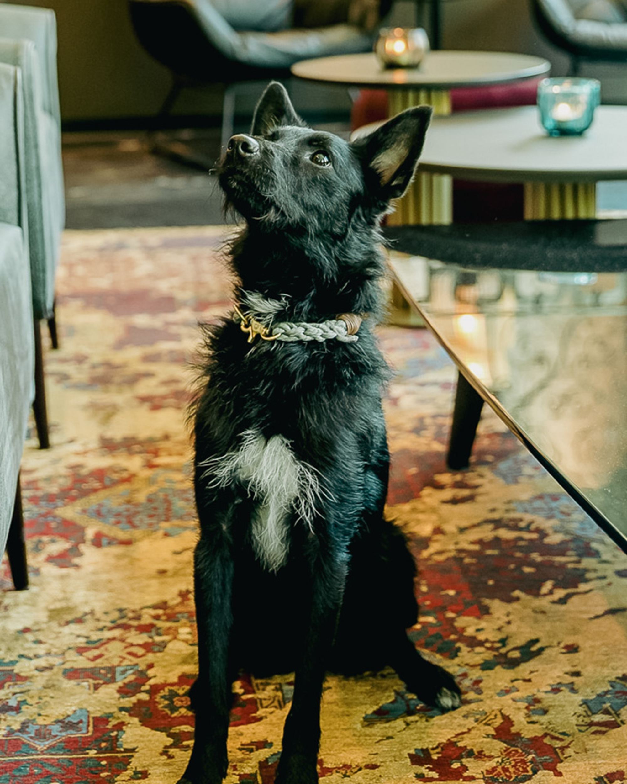 Schwarzer Hund mit weißer Brust sitzt aufmerksam auf einem bunten Teppich in einer stilvollen Lounge mit bequemen Sesseln und Tischbeleuchtung.