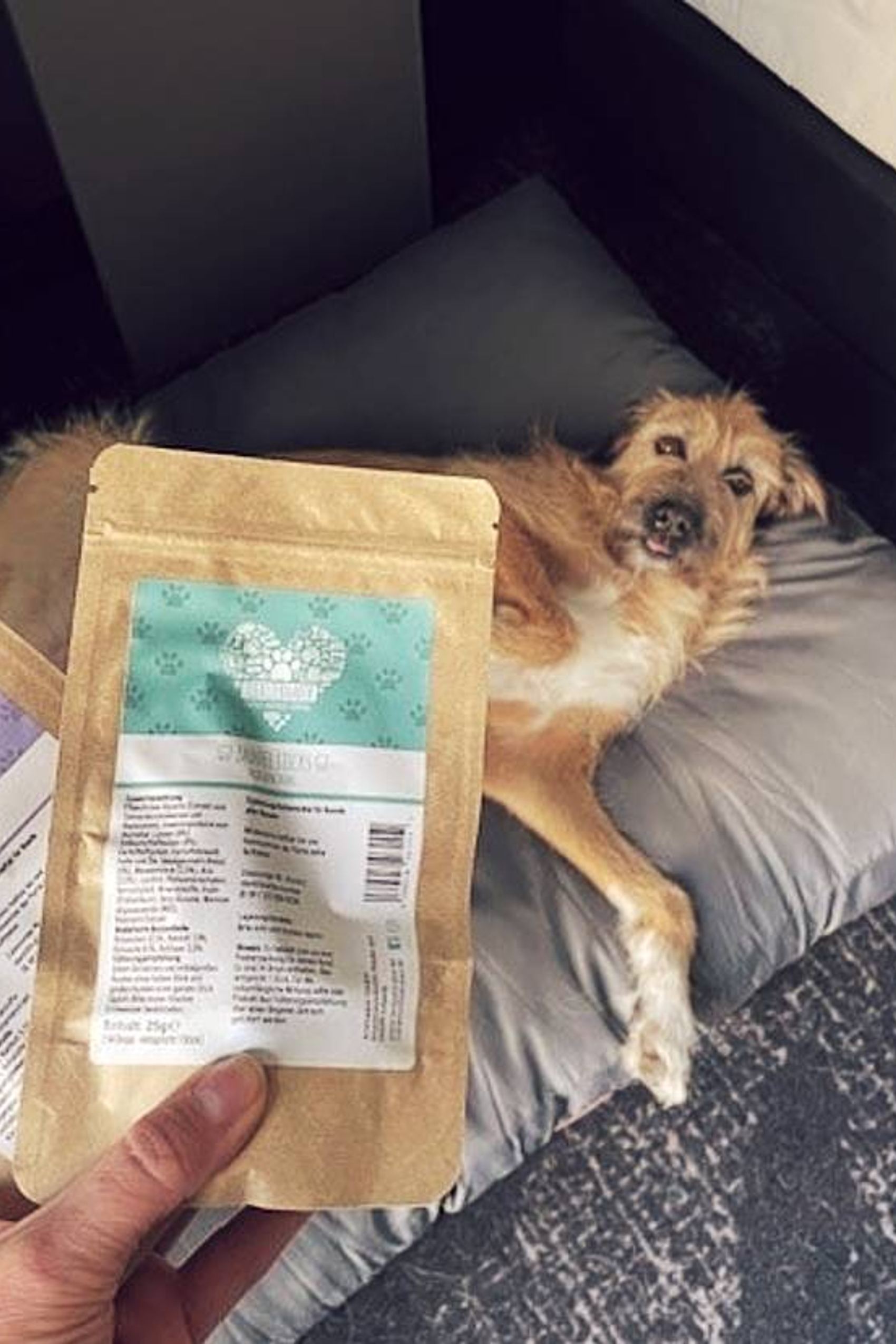 Hand hält zwei Verpackungen mit Tiernahrung, im Hintergrund liegt ein entspannter Hund auf einem grauen Hundebett neben einem Bett im Hotelzimmer.