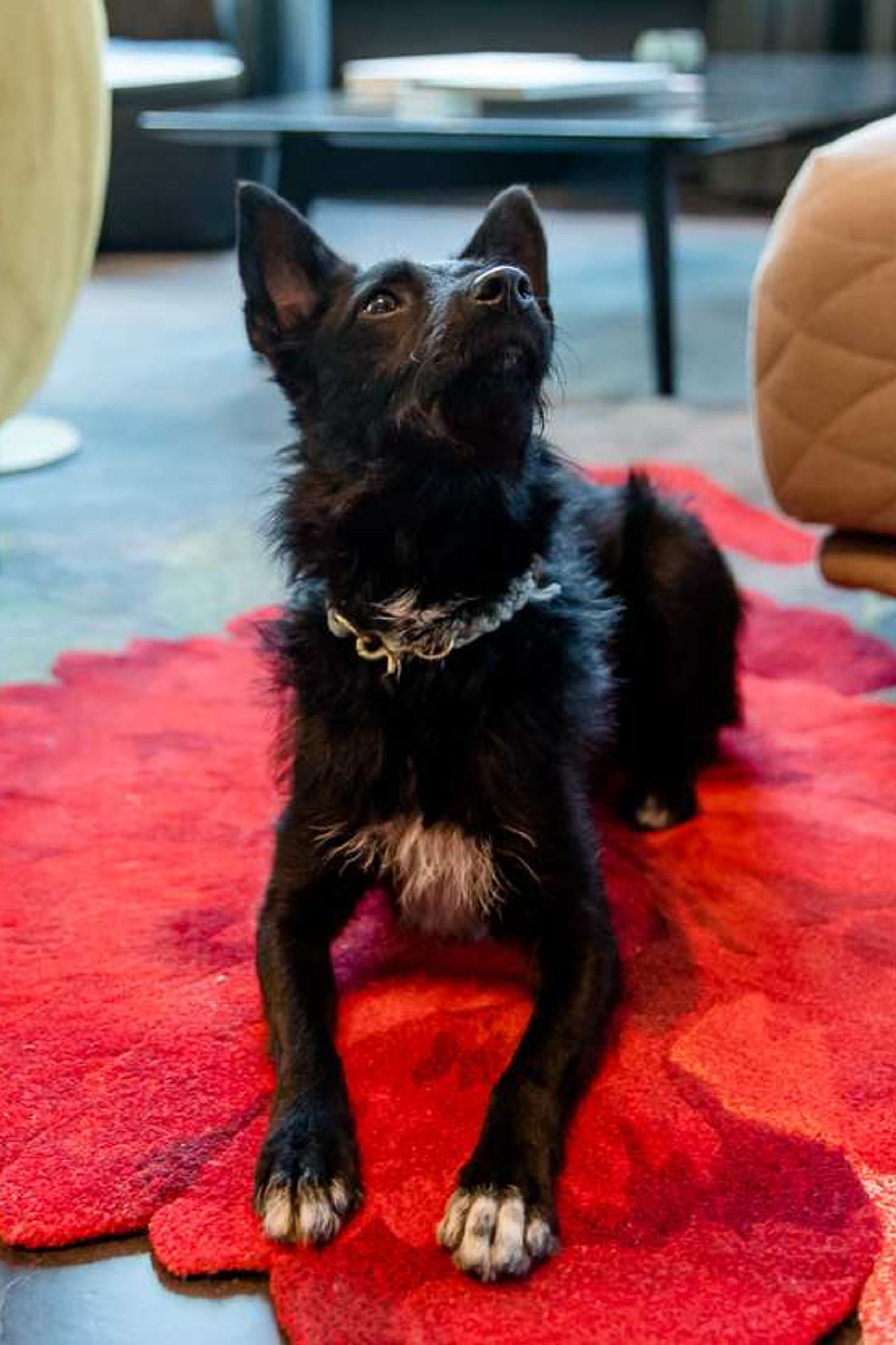 Schwarzer Hund mit weißer Brustmarkierung liegt entspannt auf einem roten Teppich in einem modernen, einladenden Wohnbereich.