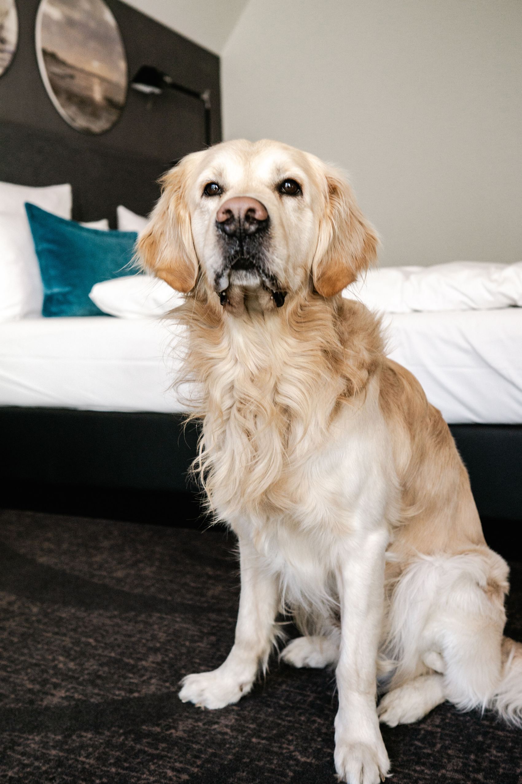 Golden Retriever sitzt in einem modernen Hotelzimmer auf dem Teppich vor dem Bett, vermittelt eine einladende und freundliche Atmosphäre für Gäste mit Haustieren.