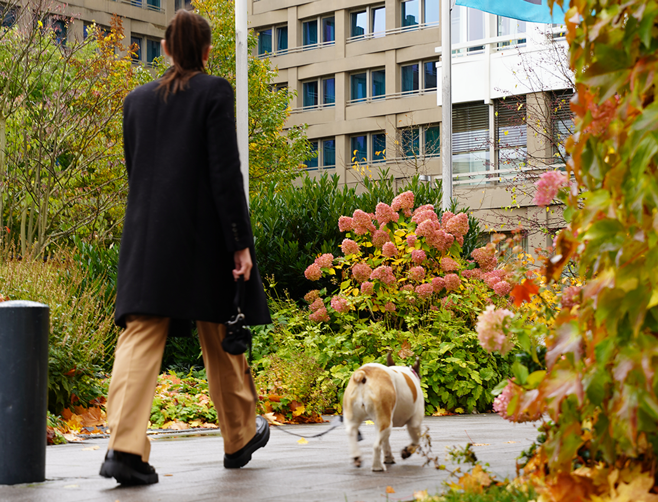 Eine Person geht mit ihrem Hund an buntem Herbstlaub vorbei auf einem Weg neben einem Hotelgebäude mit sichtbaren Hotel-Fahnen.