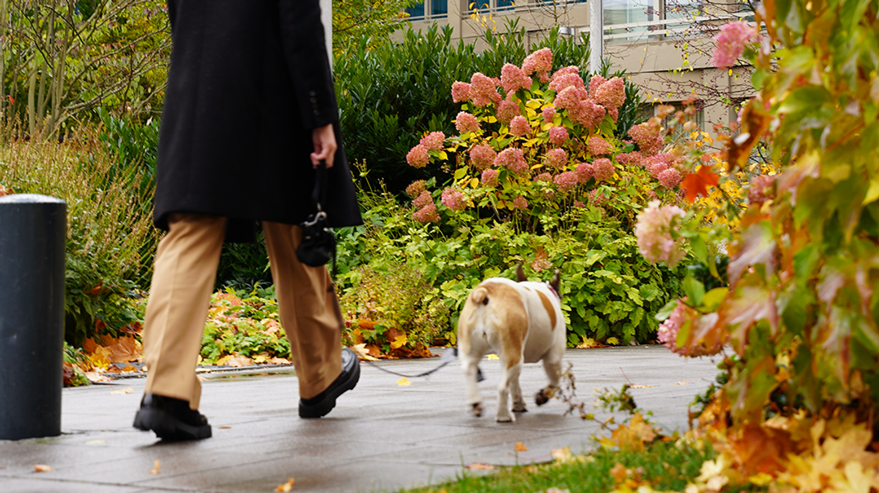 Eine Person geht mit ihrem Hund an buntem Herbstlaub vorbei auf einem Weg neben einem Hotelgebäude mit sichtbaren Hotel-Fahnen.