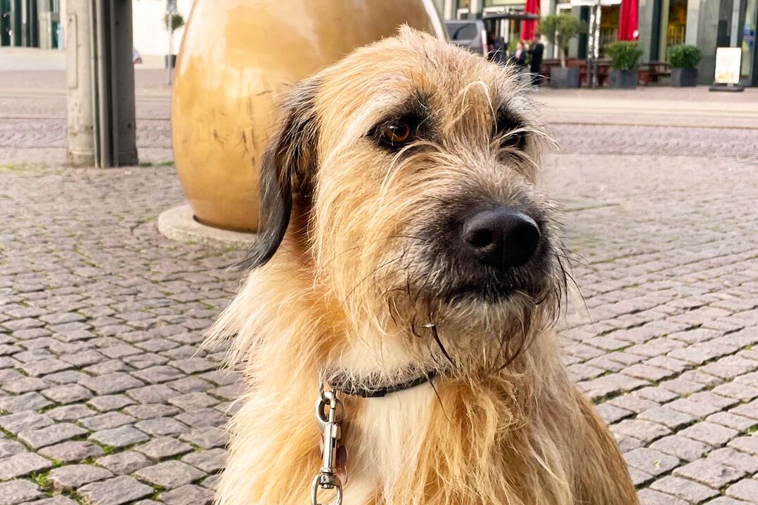 Ein freundlich wirkender, mittelgroßer Hund mit langem, zerzaustem braunem Fell sitzt auf gepflastertem Boden und schaut aufmerksam zur Seite.