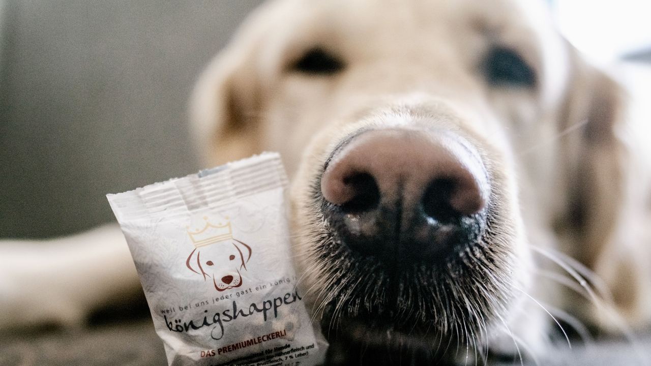Nahaufnahme der Schnauze eines entspannten Hundes, der neben einem eingepackten Hundesnack liegt, der mit einem Hundekopf-Logo und dem Schriftzug „Königshappen“ versehen ist.