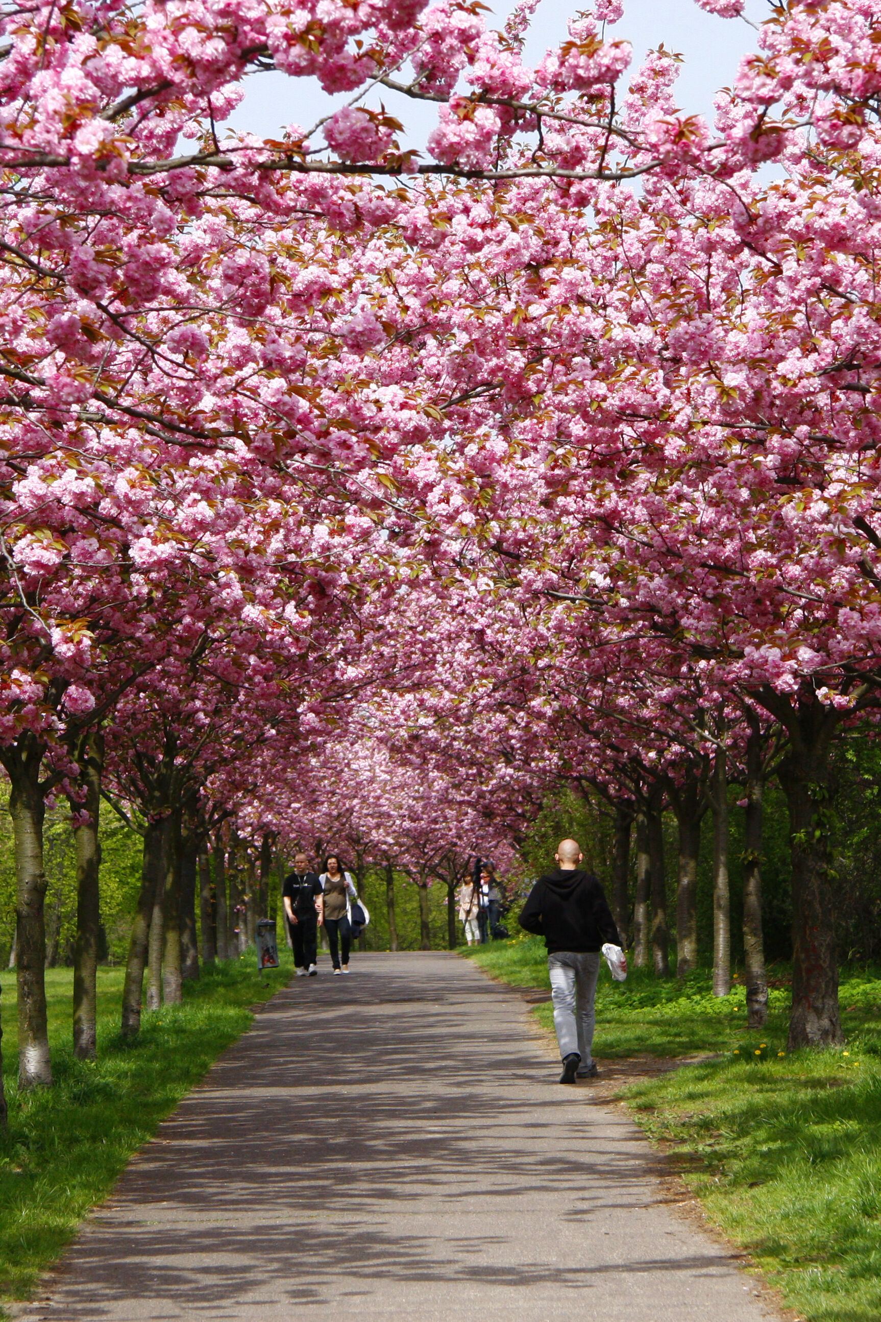 Kirschbluete in Berlin entdecken Kirschbluete in Berlin entdecken