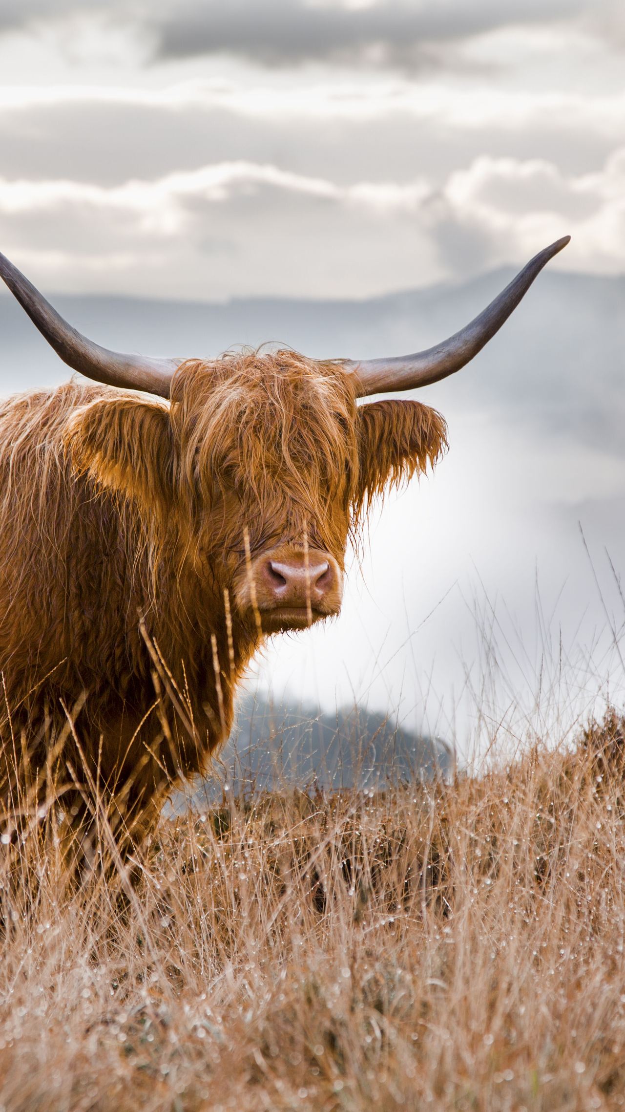 Ein langhaariges Hochlandrind mit großen, gebogenen Hörnern steht auf einer herbstlichen Wiese vor nebelverhangenen Hügeln.