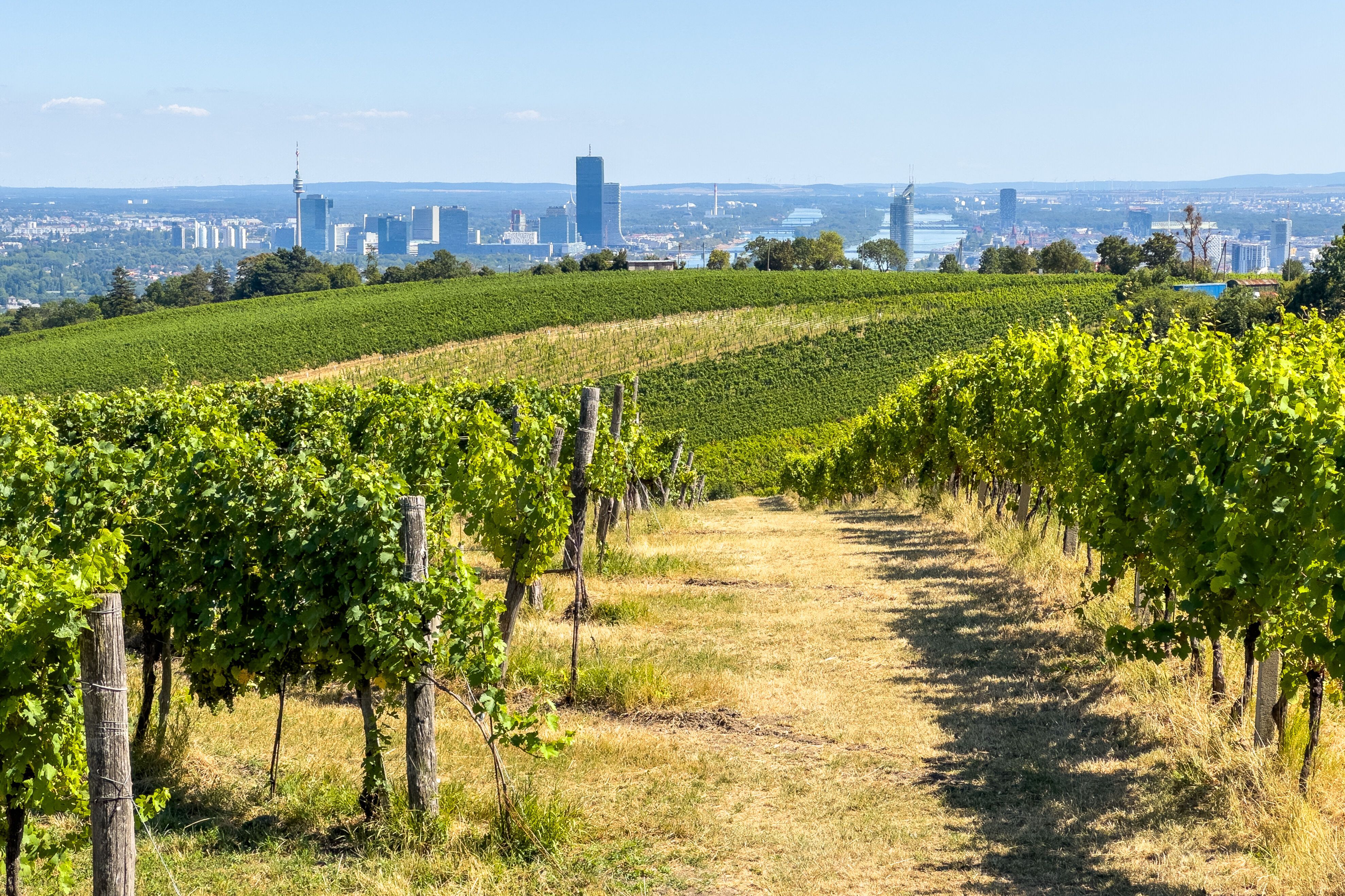 Blick von einem sonnigen Weinberg mit grünen Reben auf die Skyline einer Stadt am Horizont, die klar und weit sichtbar ist. Der Weg durch den Weinberg lädt zu Spaziergängen ein, um Natur und urbanes Panorama zu verbinden.