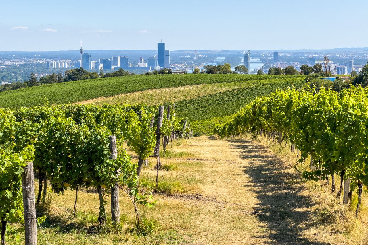 Blick von einem sonnigen Weinberg mit grünen Reben auf die Skyline einer Stadt am Horizont, die klar und weit sichtbar ist. Der Weg durch den Weinberg lädt zu Spaziergängen ein, um Natur und urbanes Panorama zu verbinden.