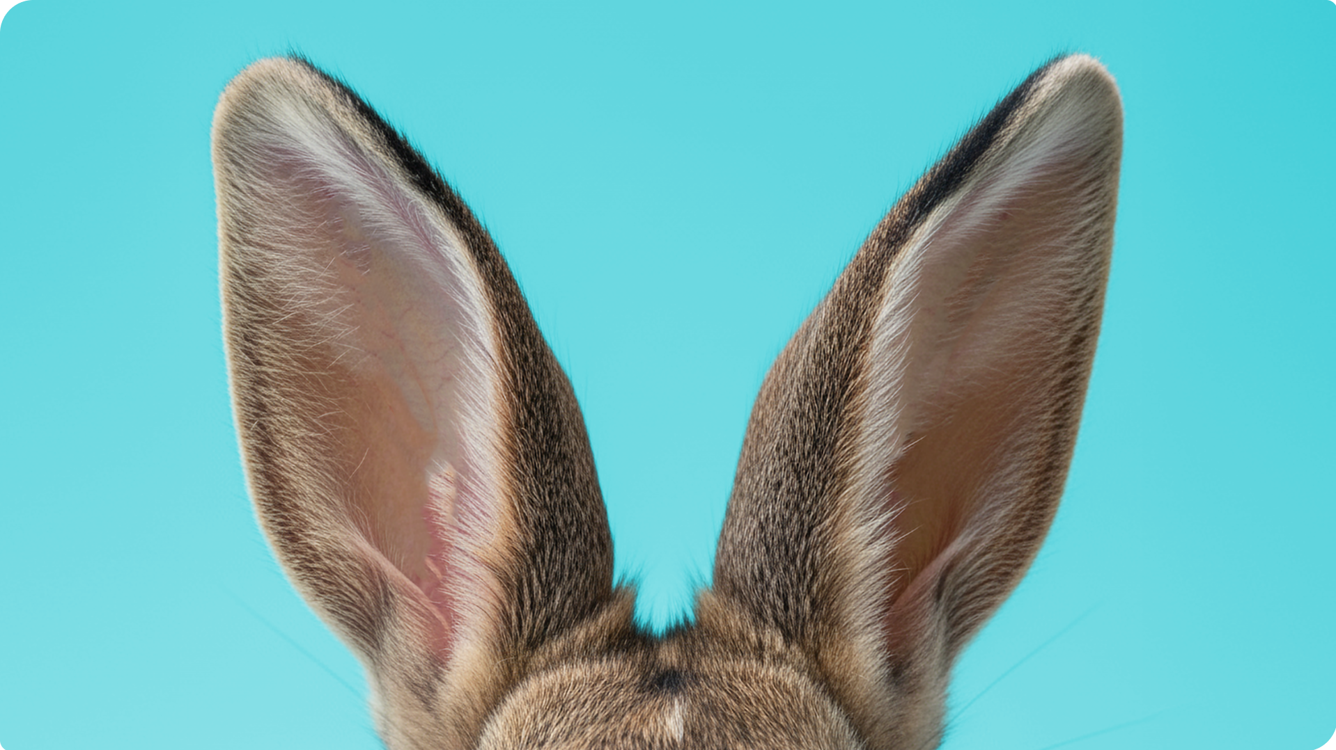 Nahaufnahme eines Kaninchenkopfs mit großen, aufgerichteten Ohren vor blauem Hintergrund.