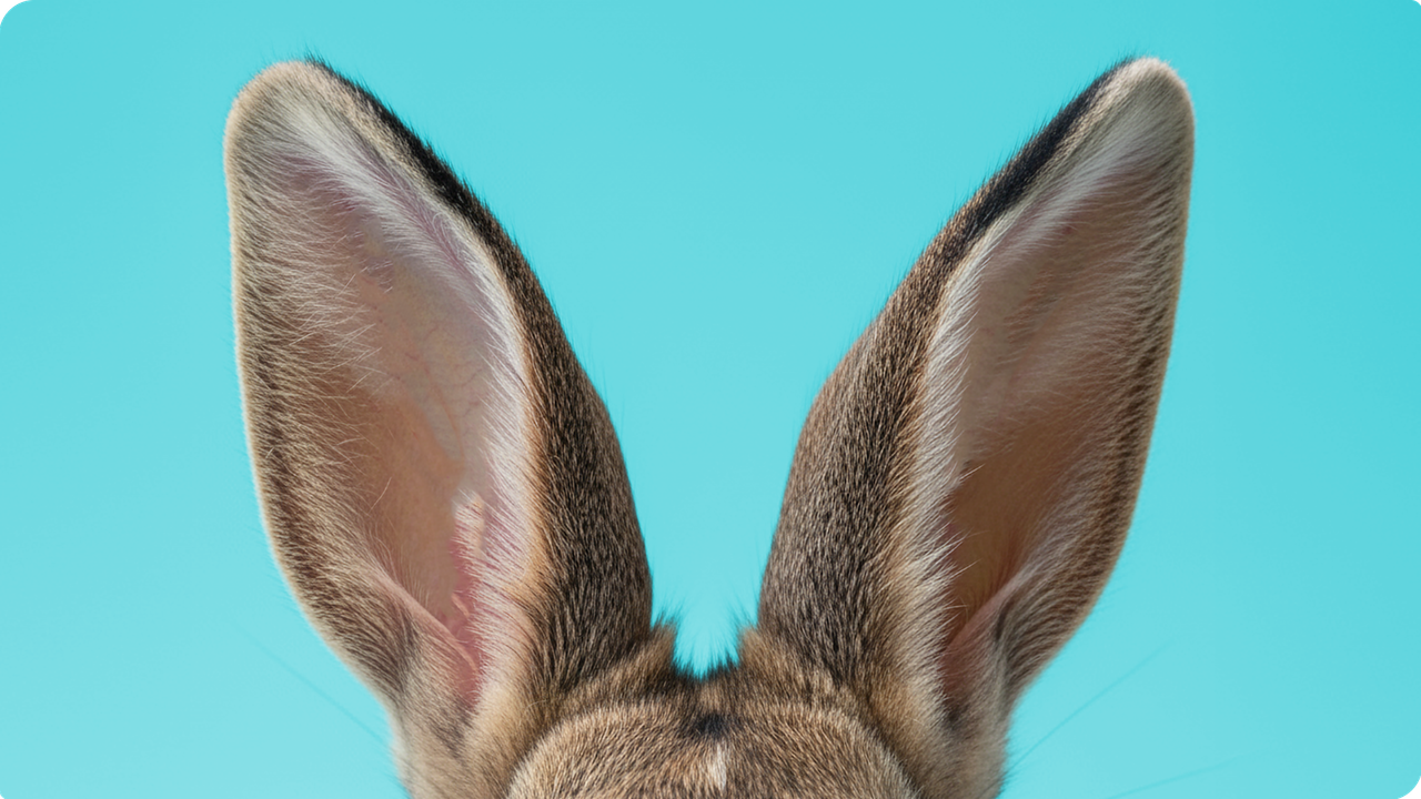 Nahaufnahme eines Kaninchenkopfs mit großen, aufgerichteten Ohren vor blauem Hintergrund.