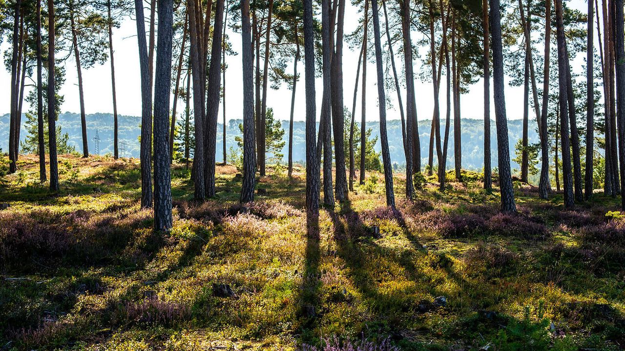 Sonnendurchfluteter Kiefernwald mit moosbedecktem Boden und violetten Heideblüten, im Hintergrund sanfte Hügel unter klarem Himmel.