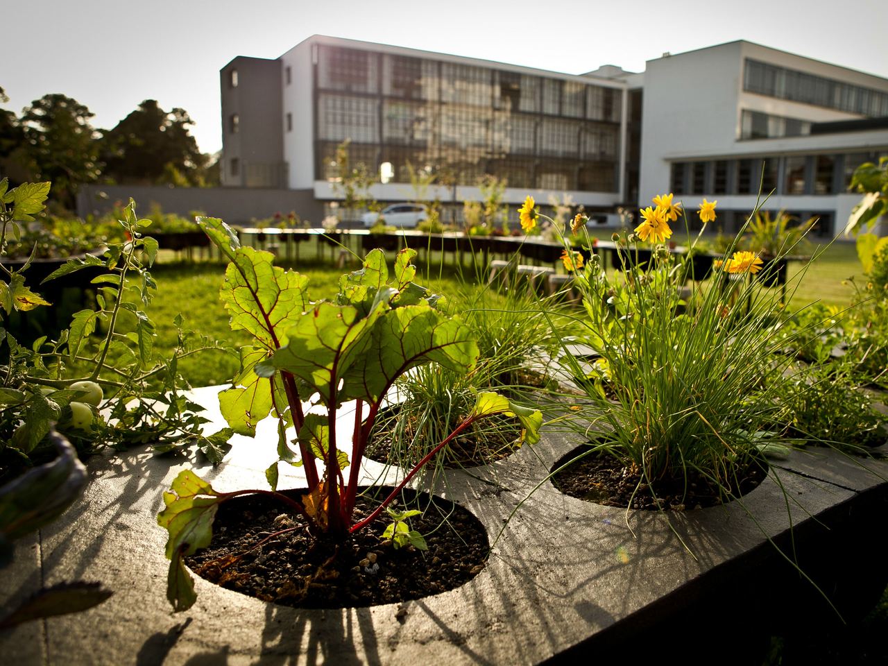 Beet mit verschiedenen Pflanzen und Blumen in einem modernen Hotelgarten, Sonnenlicht betont lebendige Grün- und Gelbtöne, ruhige Atmosphäre für Erholung im urbanen Umfeld.