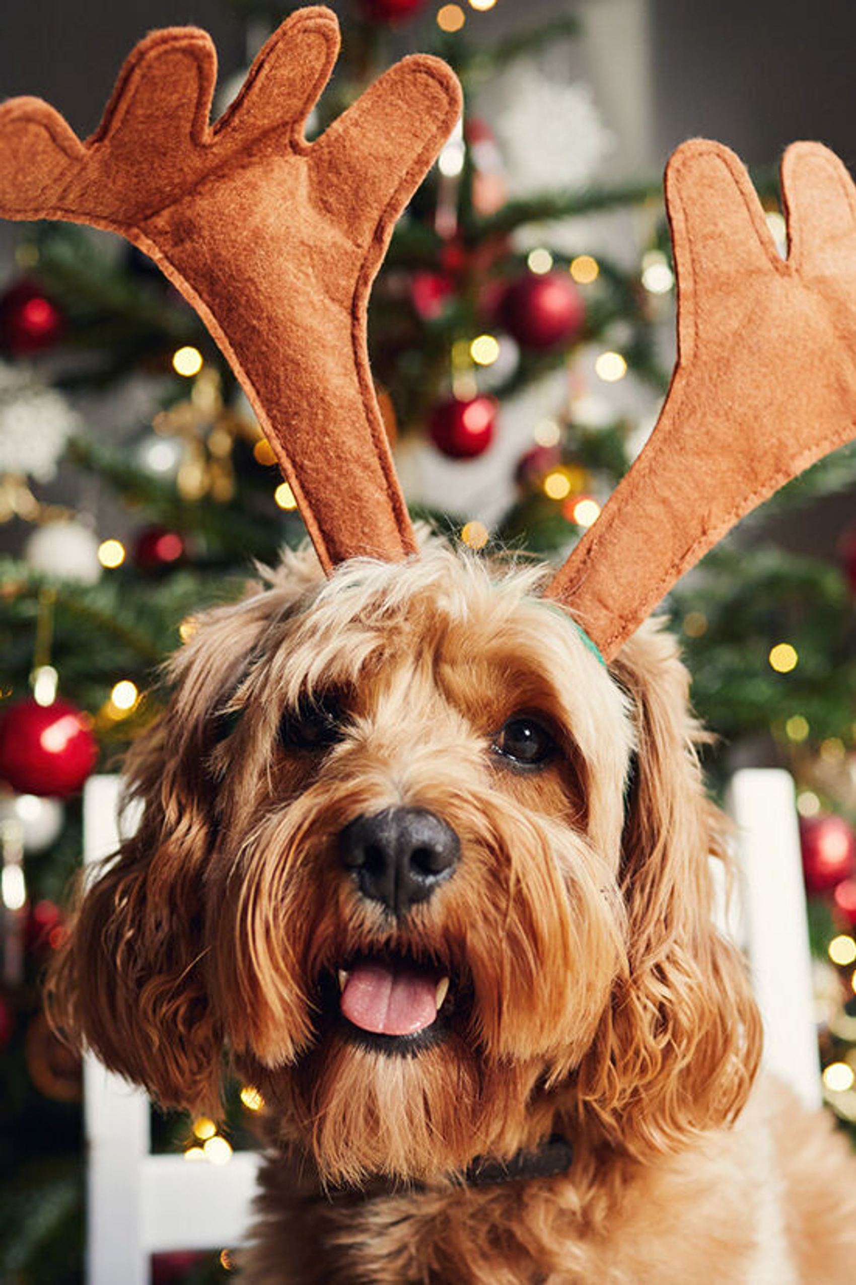 Hund mit Rehntier Schmuck auf dem Kopf und Weihnachtsbaum