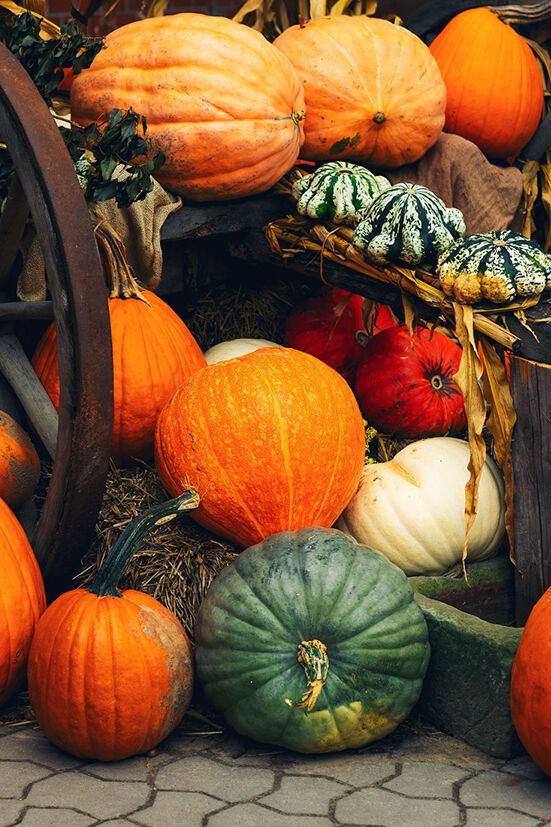 Bunte Herbst Kuerbisse Oktober Feiertage Motel One Bunte Herbst Kuerbisse Oktober Feiertage Motel One