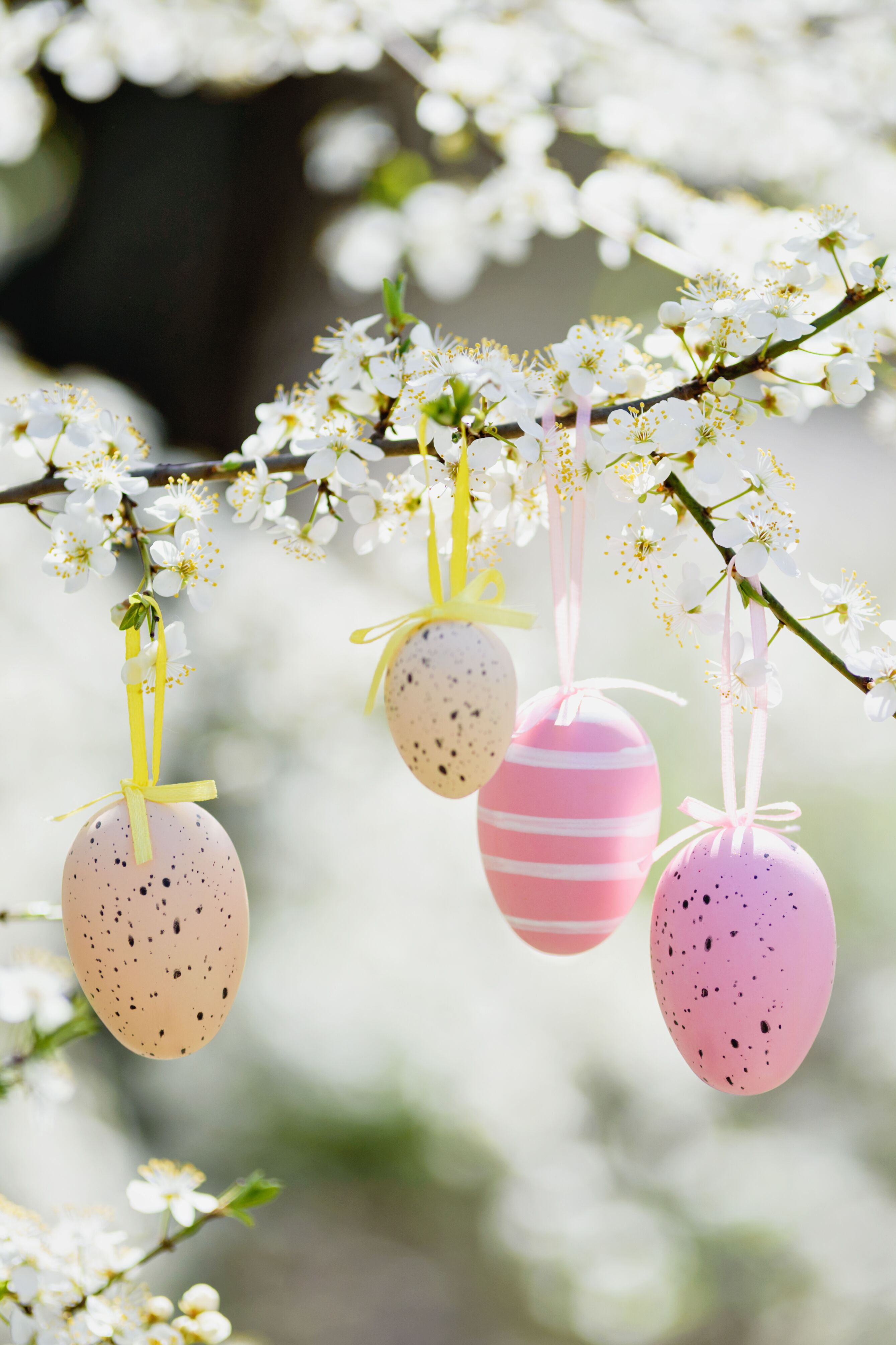 Vier bunt dekorierte Ostereier hängen an einem blühenden Zweig mit weißen Blüten, Symbol für Frühling und Osterfest. Vier bunt dekorierte Ostereier hängen an einem blühenden Zweig mit weißen Blüten, Symbol für Frühling und Osterfest.