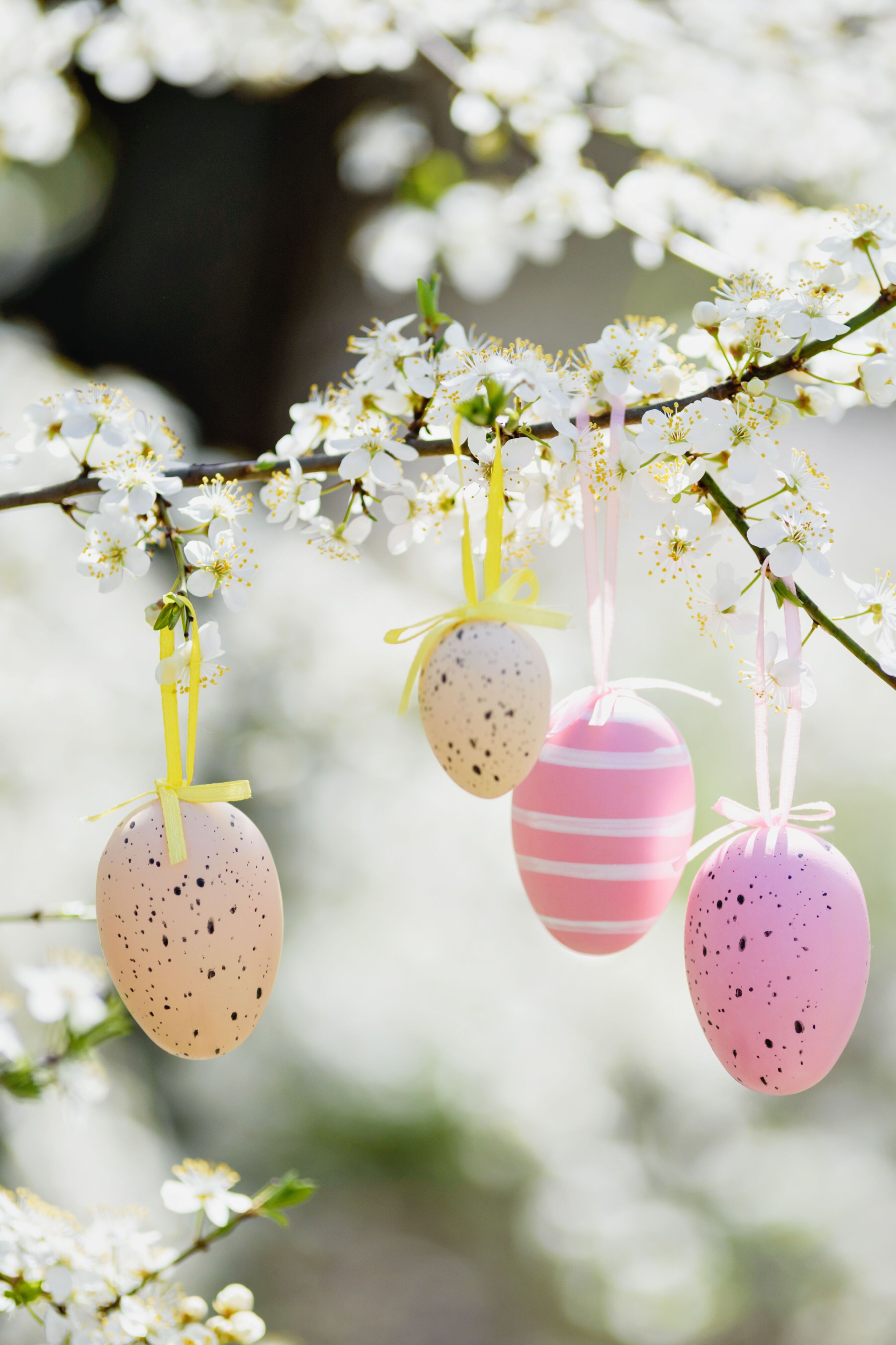 Vier bunt dekorierte Ostereier hängen an einem blühenden Zweig mit weißen Blüten, Symbol für Frühling und Osterfest.