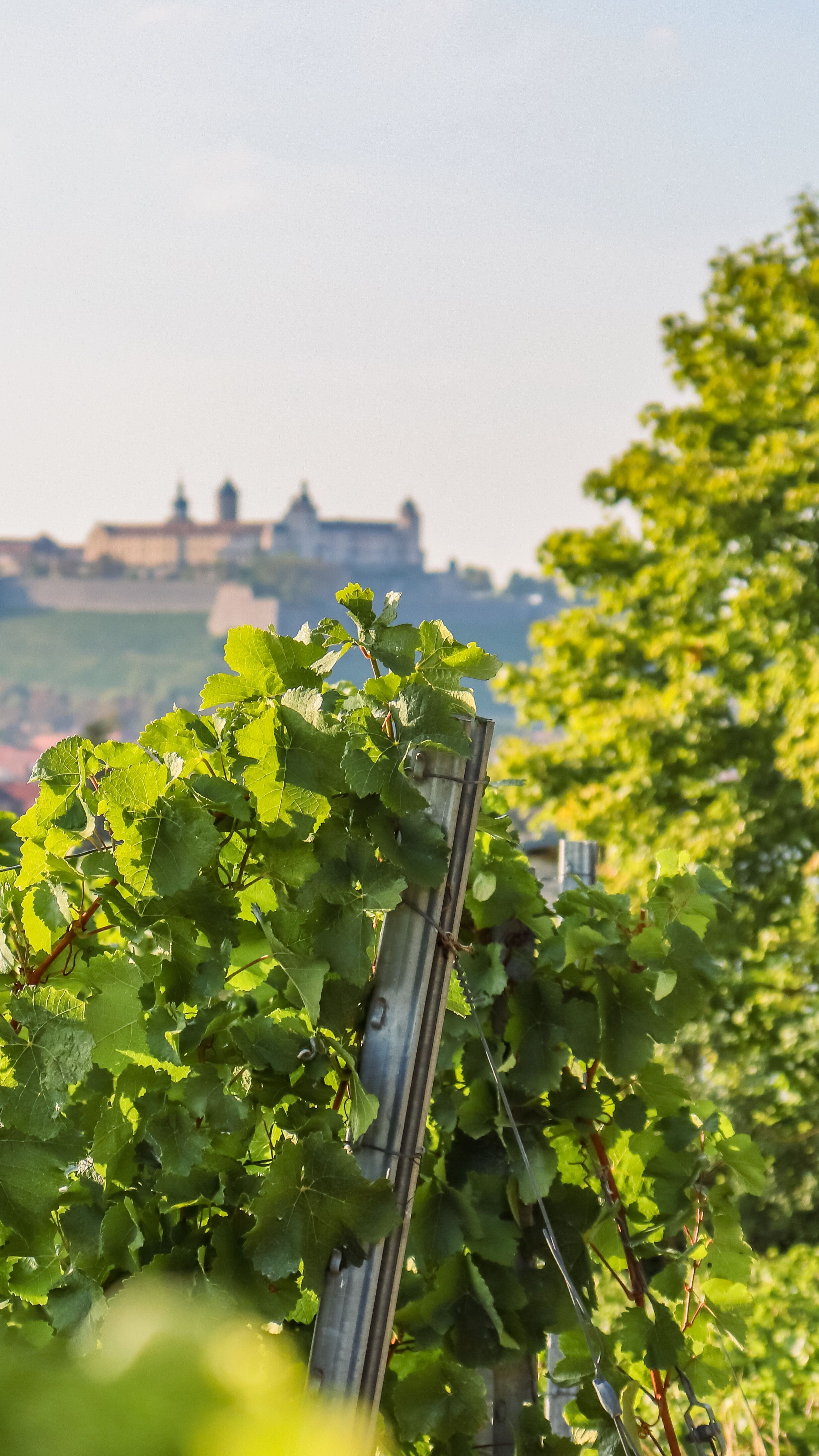 Blick auf grüne Weinreben im Sonnenschein mit einer historischen Burg in der Ferne und einem strahlend blauen Himmel darüber.