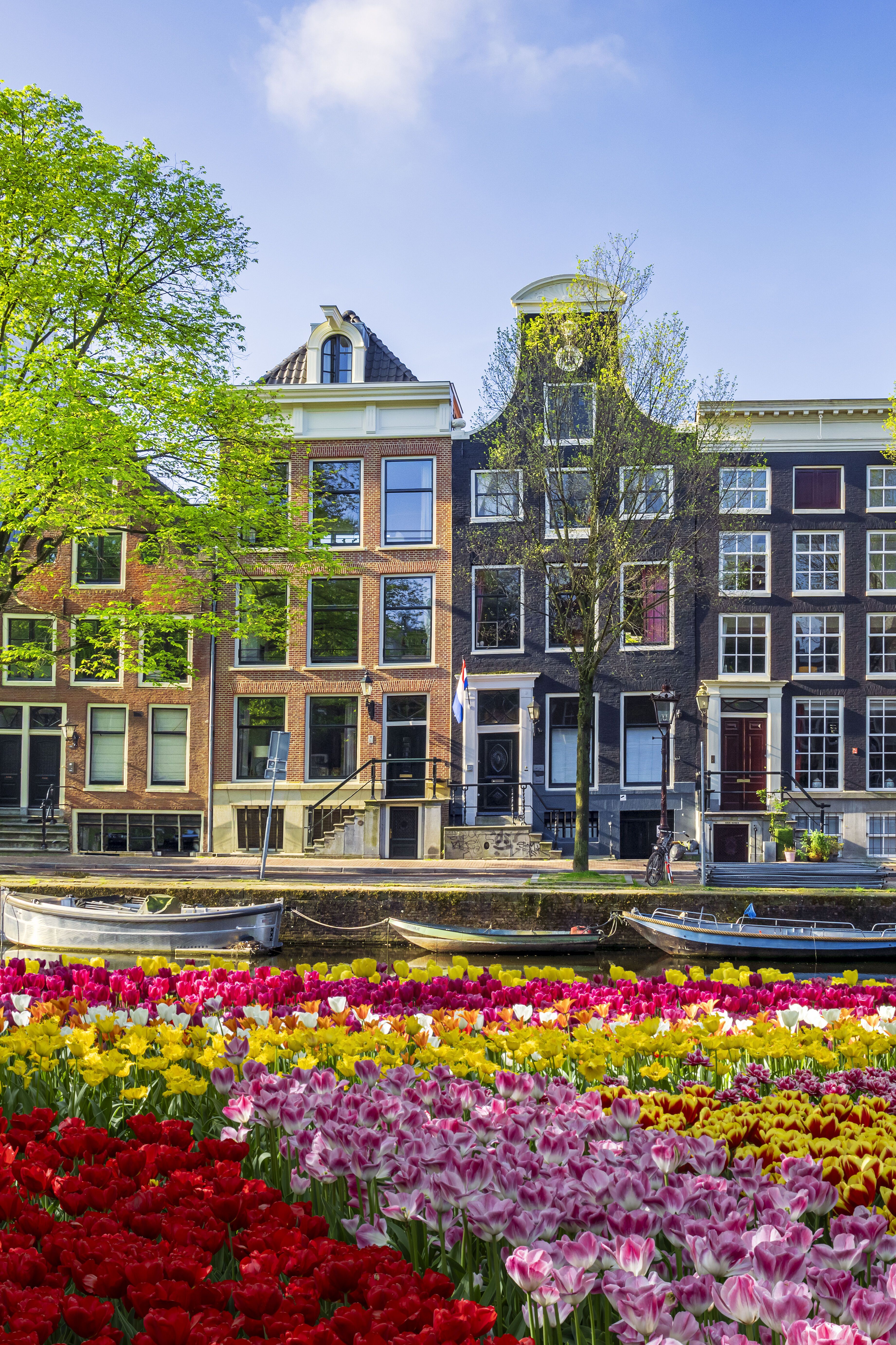 Bunte Tulpenfelder am Ufer eines Kanals vor historischen, schmalen Häusern in Amsterdam, unter strahlend blauem Himmel im Frühling.