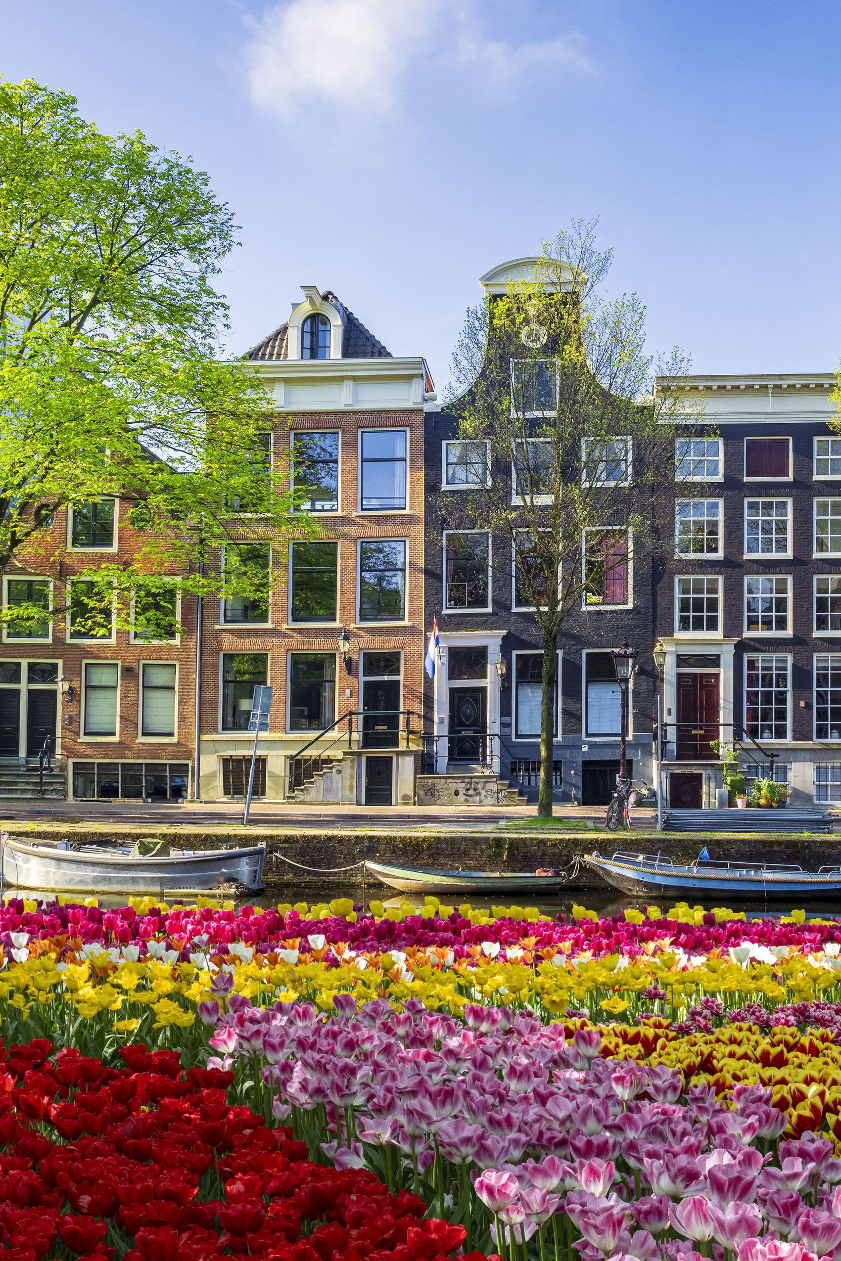 Bunte Tulpenfelder am Ufer eines Kanals vor historischen, schmalen Häusern in Amsterdam, unter strahlend blauem Himmel im Frühling.