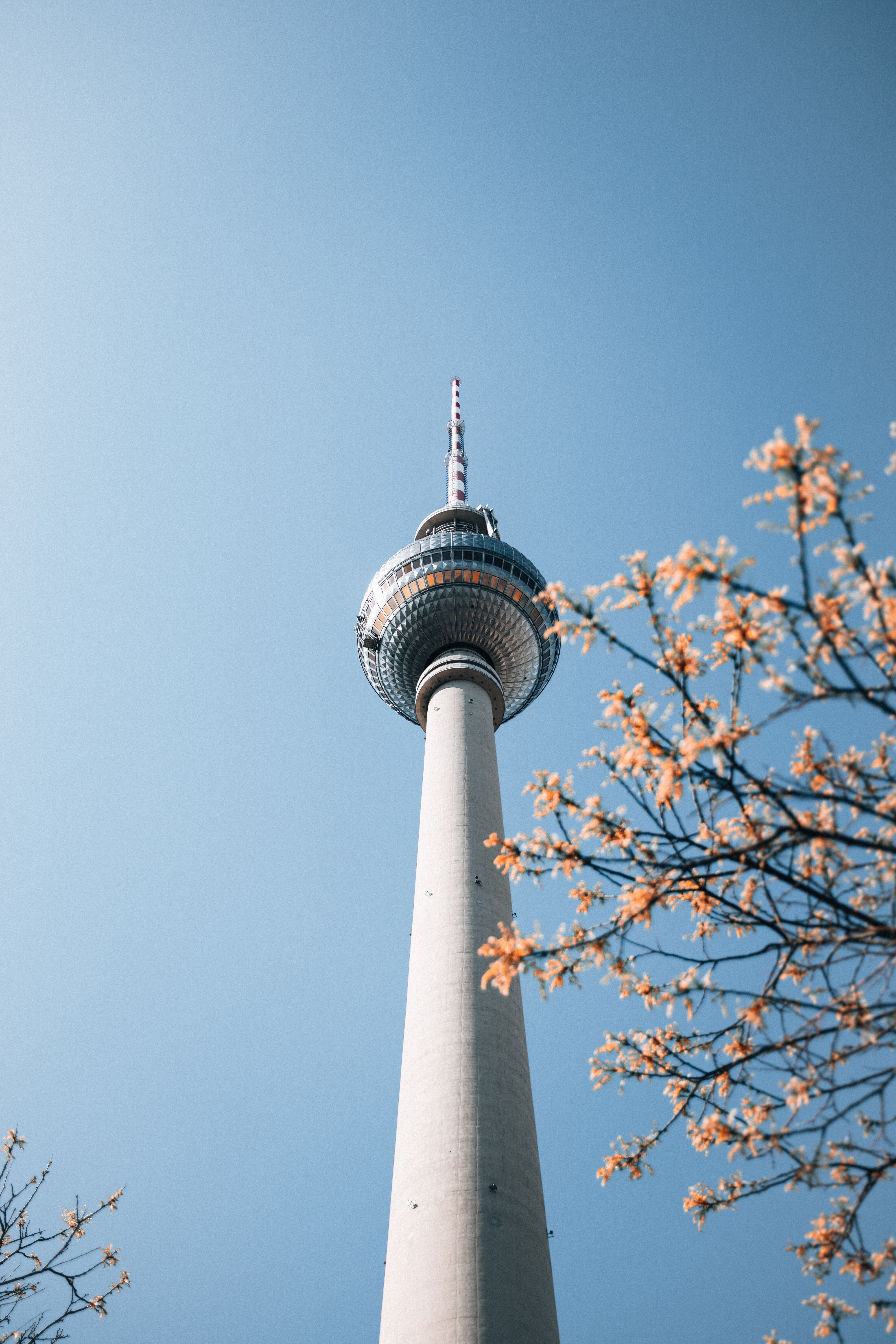 Blick auf den Fernsehturm Berlin vor klarem Himmel, umgeben von blühenden Baumzweigen, die Frühlingsstimmung vermitteln.