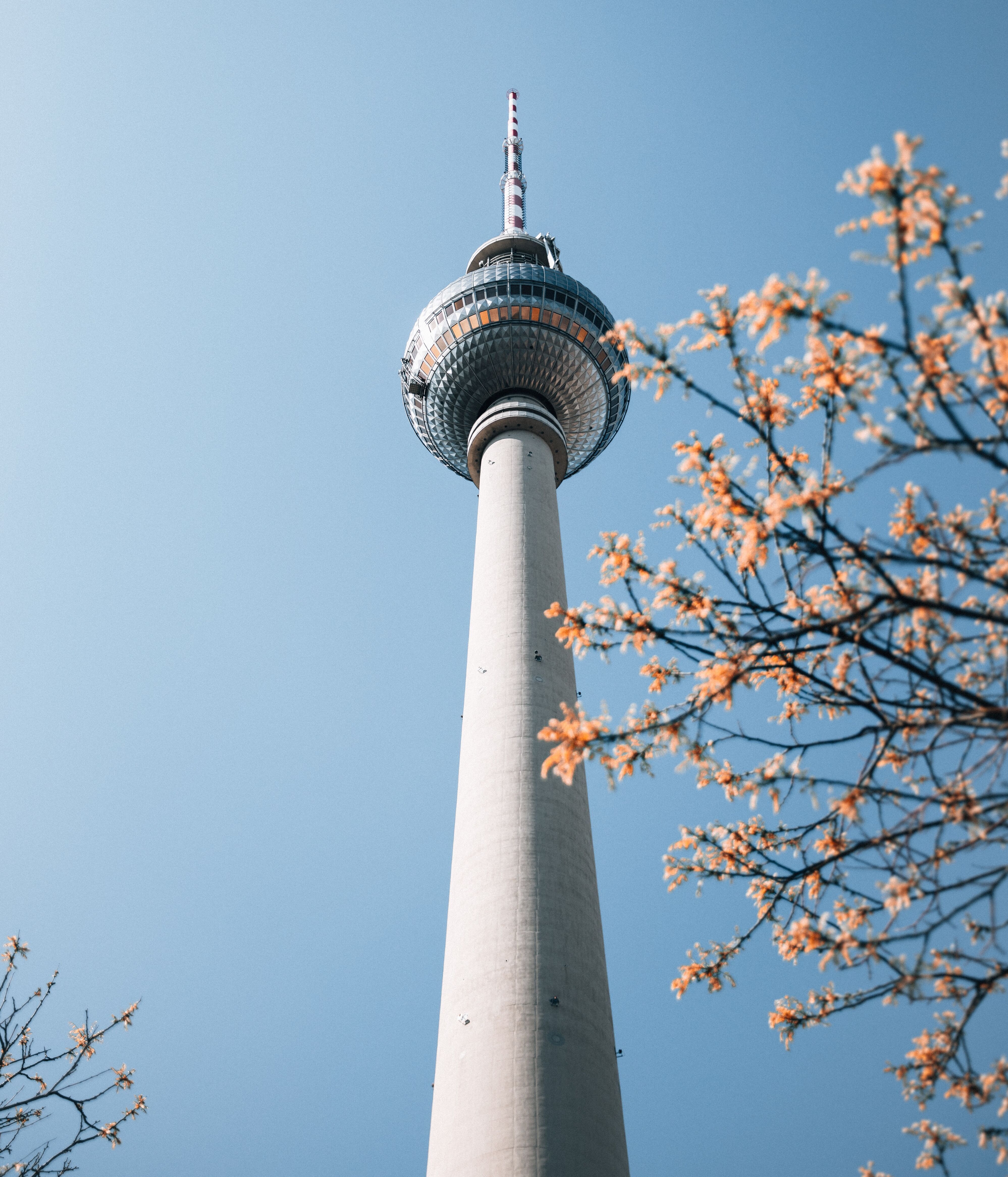 Blick auf den Fernsehturm Berlin vor klarem Himmel, umgeben von blühenden Baumzweigen, die Frühlingsstimmung vermitteln.
