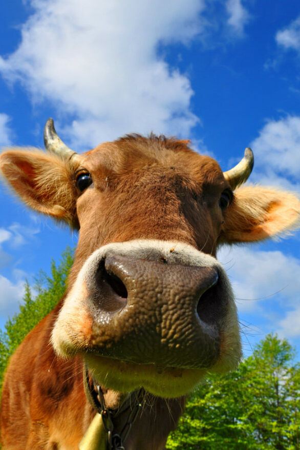 Designhotel Paris Porte Dorée Motel One Kuh Designhotel Paris Porte Dorée Motel One Kuh